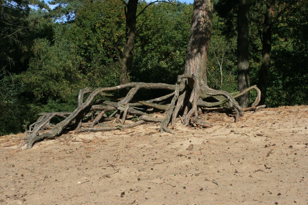 schadijkse bossen